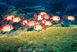 Squirrel Fish
 by Andy Chan 